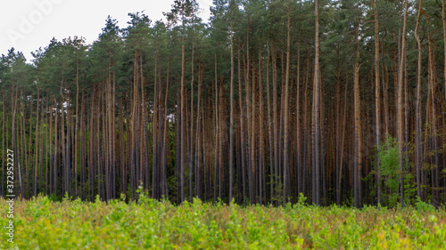 Kawałek lasu © spacer.z.aparatem 