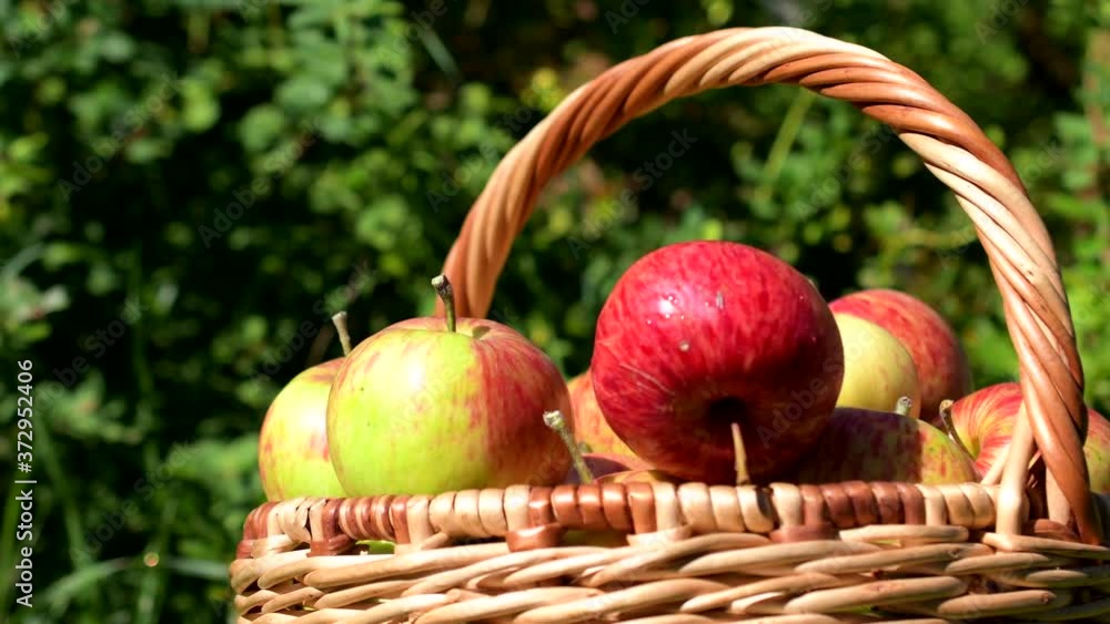 In a basket full of ripe red and yellow apples, a human hand puts one Apple and it falls: the concept of harvesting, natural green background In a basket full of ripe red and yellow apples, a human hand puts one Apple and it falls: the concept of harvesting, natural green background