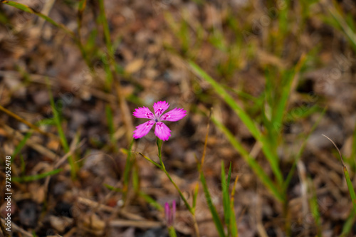 Pink Forest Flower
