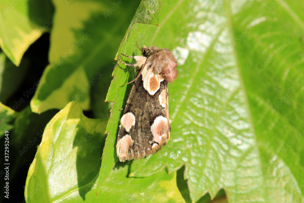 Obraz premium Roseneule