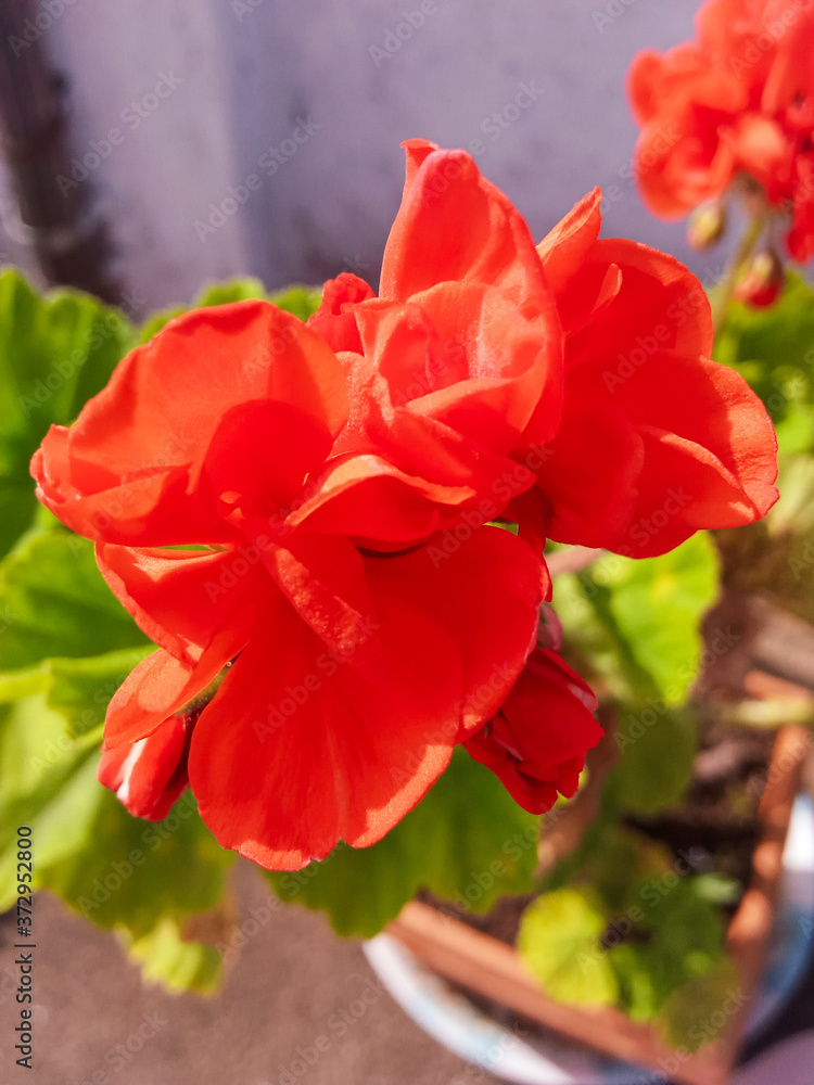 red flower in a garden