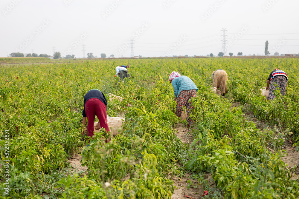 Woman picks pepper in the field with harvest. pepper season Woman picks pepper in the field with harvest. pepper season