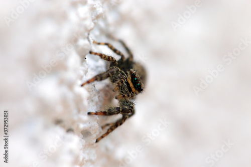 Springspinne photo