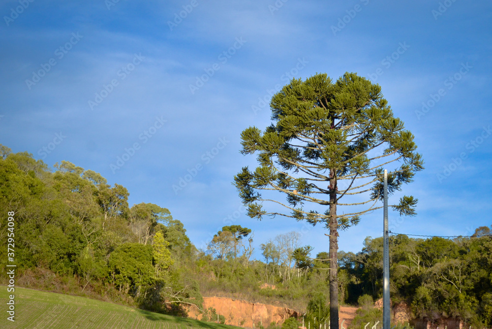 Obraz premium Paisagem