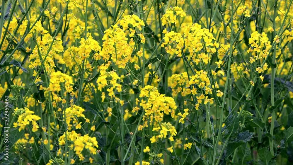 Yellow Canola Rape Seed Field, Brassica napus
Yellow Canola Rape Seed Field, Brassica napus