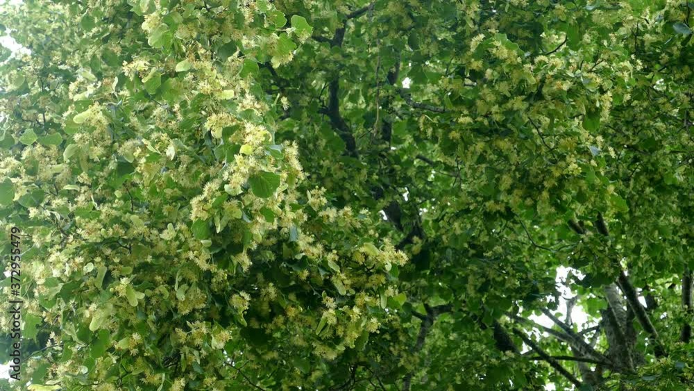 Linden tree blossoms with green leaves. Flower are used for medicinal purposes. Linden tree blossoms with green leaves. Flower are used for medicinal purposes.