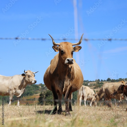 Aubrac cow, aveyron region, france