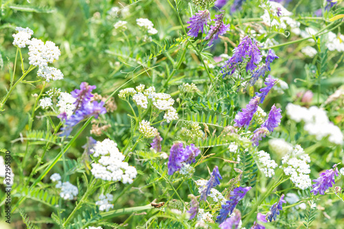 Wildflowers in a spring meadow