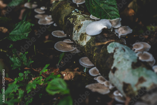 Mushrooms growing on a tree trunk in the Amazon rainforest © Mike Reich 