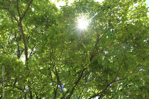 sun shining through the trees