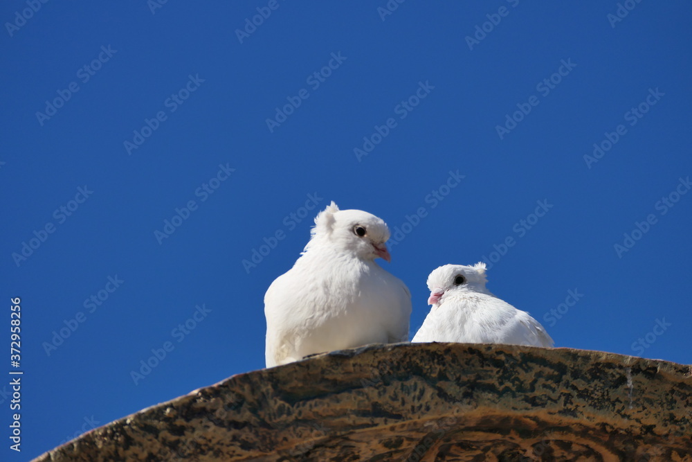 white dove on blue sky white dove on blue sky