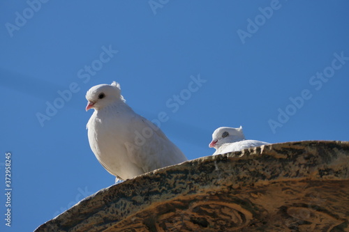 seagull on a rock