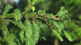 Beautiful green natural spruce branch close up