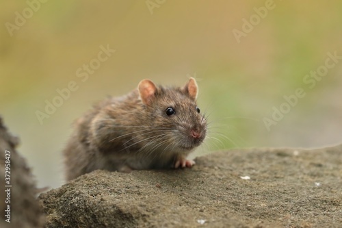 brown rat (Rattus norvegicus) is one of the best known and most common rats. Wildlife scene from nature.