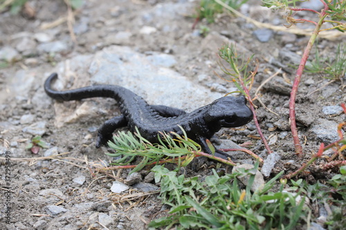 Salamandre du Lanza