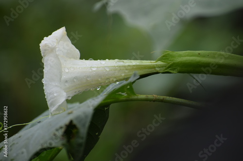 Datura is a genus of nine species of poisonous Vespertine flowering plants from family Solanaceae.
Commonly known as thornapples or jimsonweeds but are also known as devil's trumpets. photo