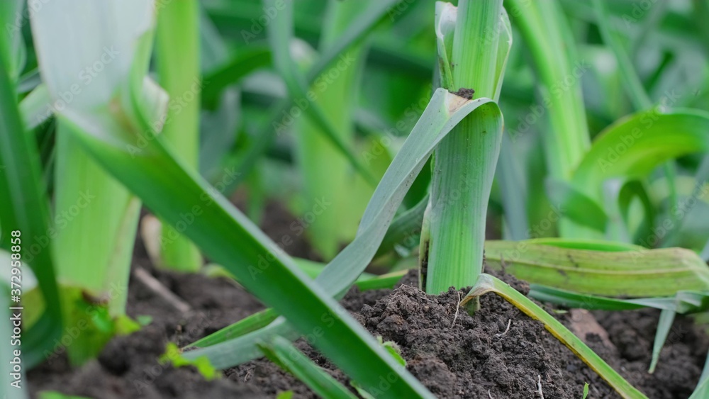 Young garlic sprouts in the garden. Close up. Young garlic sprouts in the garden. Close up.