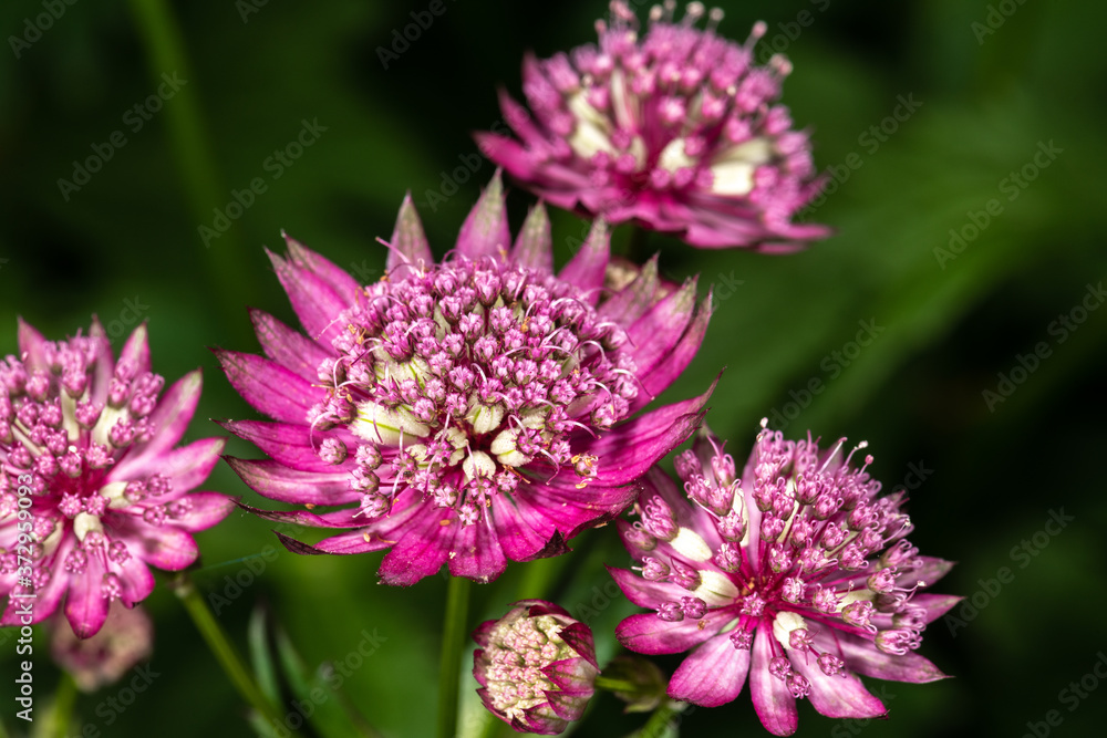 Carnic or Red Masterwort (Astrantia carniolica var Rubra') Carnic or Red Masterwort (Astrantia carniolica var Rubra')