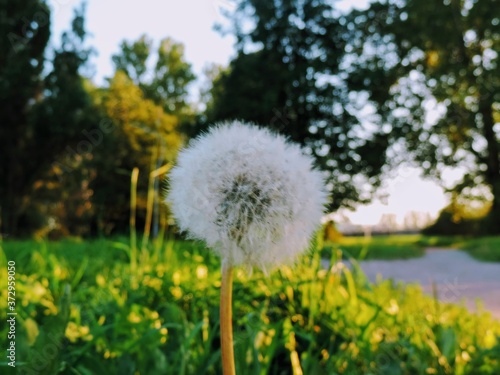 dandelions on the meadow