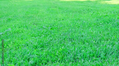 Beautiful view of green grass lawn, Close up,