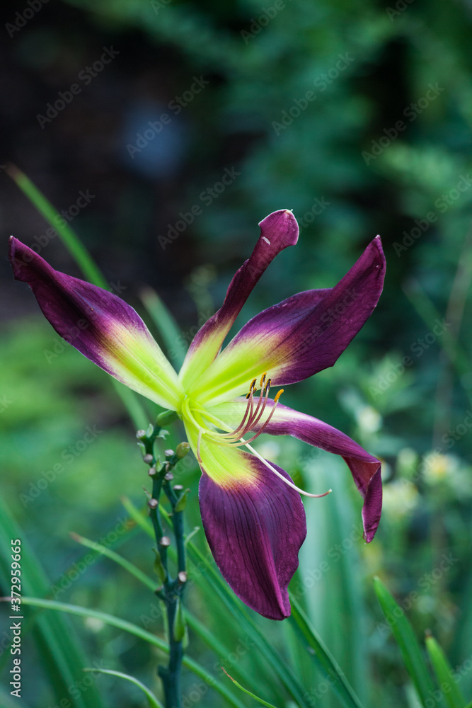 Purple Lily in a garden