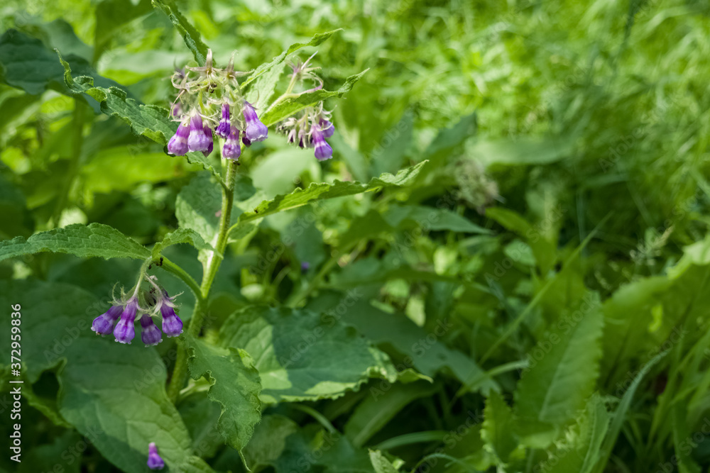 Purple closed Larkspur flowers, Symphytum officinale, growing in the sunlight in the woodland, among green grass Purple closed Larkspur flowers, Symphytum officinale, growing in the sunlight in the woodland, among green grass