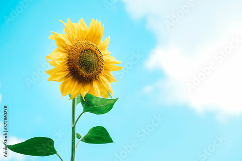 Blooming sunflower on a background blue sky. Copy  empty space for text