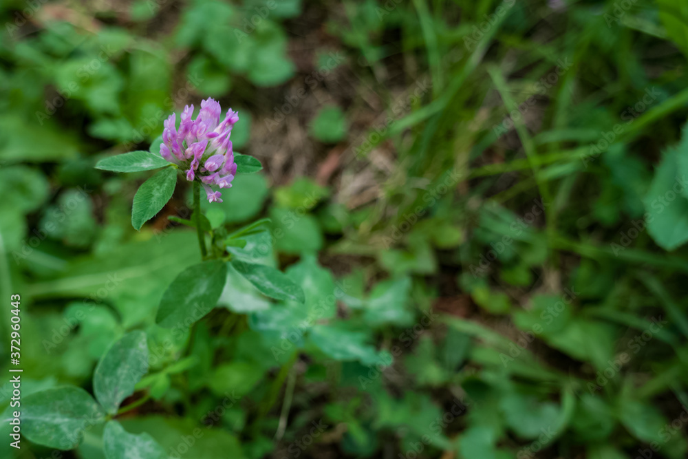 Small pink Clover, Trifolium pratense flower with green grass on the ground Small pink Clover, Trifolium pratense flower with green grass on the ground