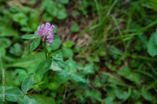 Small pink Clover, Trifolium pratense flower with green grass on the ground