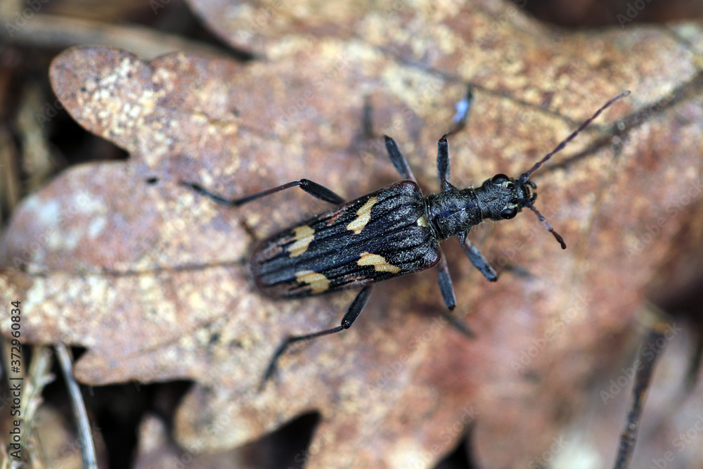 Fototapeta premium Gelbbindiger Zangenbock