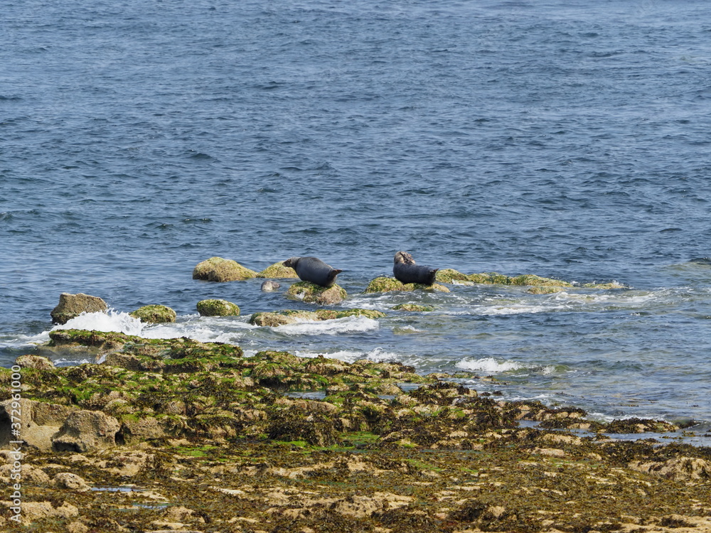 Fototapeta premium Lindisfarne island 