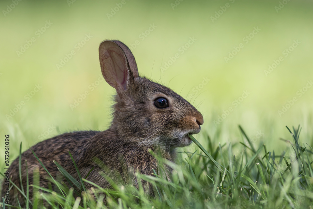 Adorable young Eastern Cottontail Rabbit side profile, Sylvilagus floridanus, closeup in green grass Adorable young Eastern Cottontail Rabbit side profile, Sylvilagus floridanus, closeup in green grass