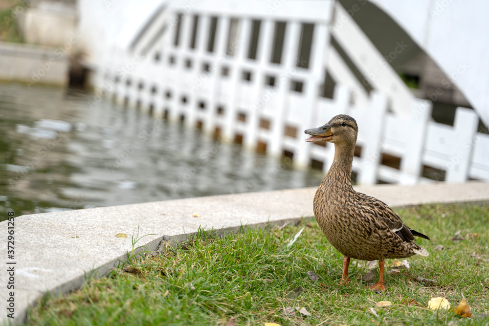 Fototapeta premium ducks in the Park swim in a pond, people in the background, the background is blurred