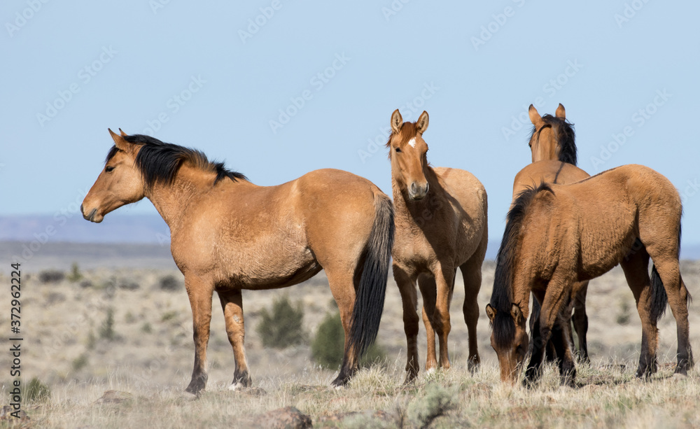 Obraz premium Wild Horses