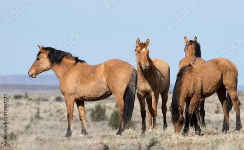 Wild Horses © Northern Desert 
