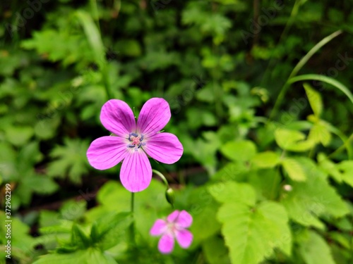 pink flower on a background of bushes
