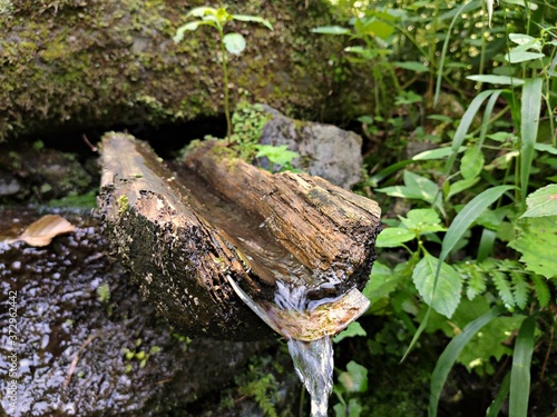 Stream in the Forest