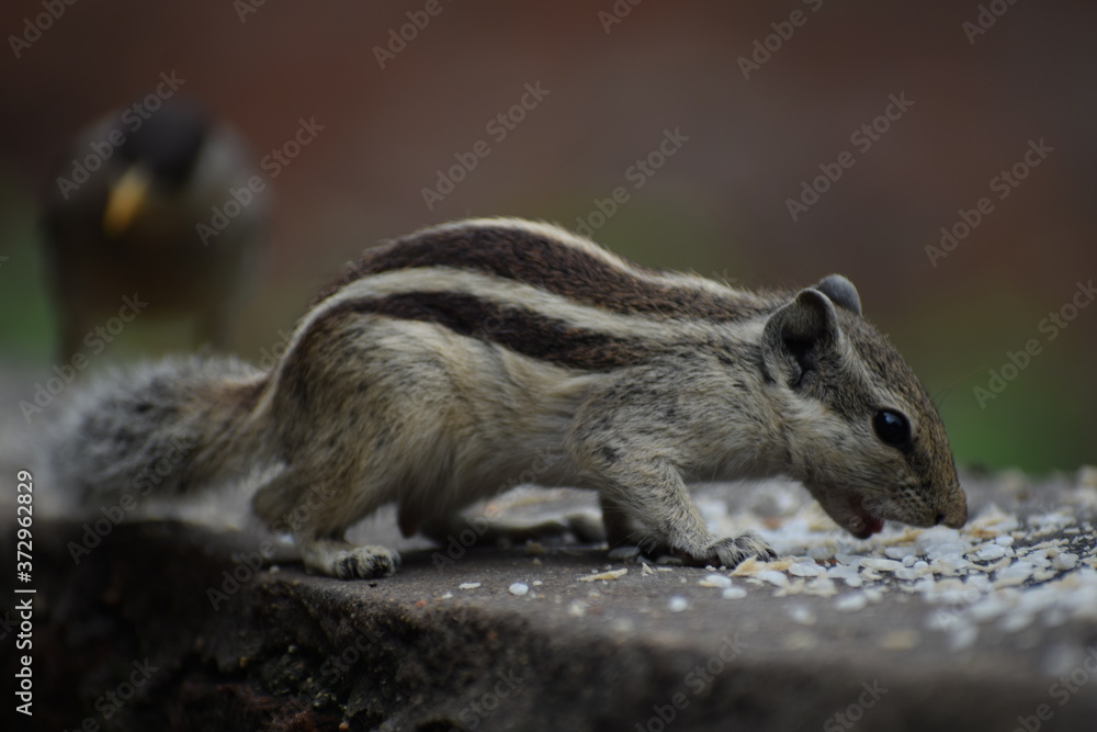 Obraz premium The Indian palm squirrel or three-striped palm squirrel (Funambulus palmarum) resting on tree branch- It is a species of rodent in the family Sciuridae found naturally in India and Sri Lanka.