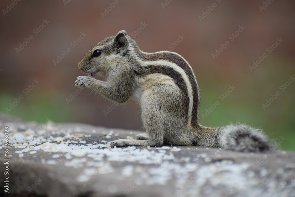 The Indian palm squirrel or three-striped palm squirrel (Funambulus palmarum) resting on tree branch- It is a species of rodent in the family Sciuridae found naturally in India and Sri Lanka. The Indian palm squirrel or three-striped palm squirrel (Funambulus palmarum) resting on tree branch- It is a species of rodent in the family Sciuridae found naturally in India and Sri Lanka.