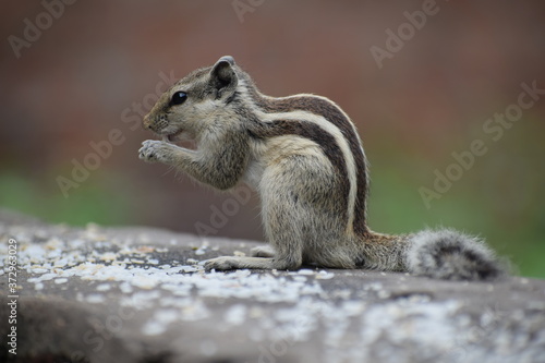 The Indian palm squirrel or three-striped palm squirrel (Funambulus palmarum) resting on tree branch- It is a species of rodent in the family Sciuridae found naturally in India and Sri Lanka.