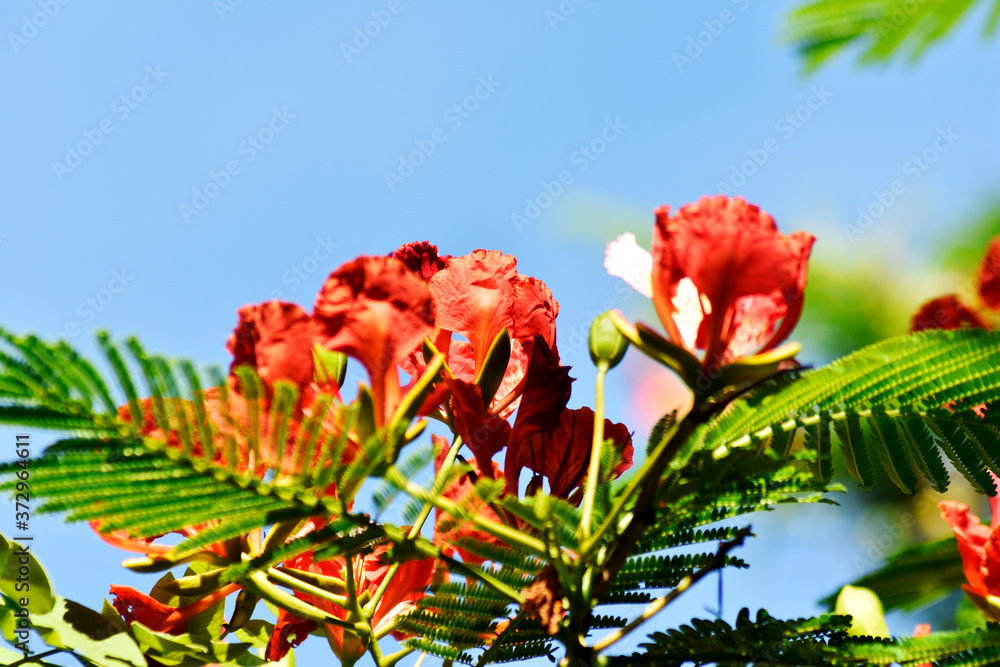Royal Poinciana, Flam-boyant, Red Flame Tree and green leaves stand out on a blue background. 