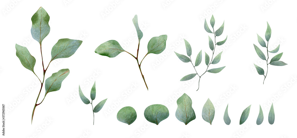 Large floral set of watercolor eucaliptus leaves and branches
