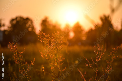 Orange sunset in the grass