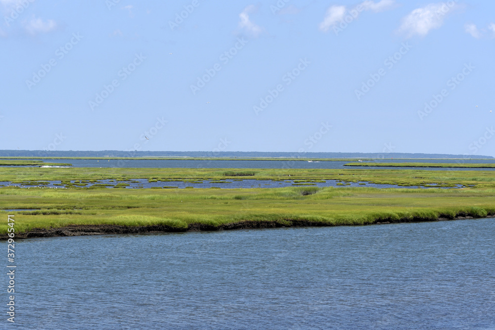 ESTUARINE WETLANDS/Atlantic City NJ
The marsh you see in front of you is one the most productive ecosysystems in the world.