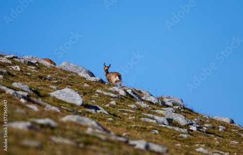 Rebaño de rebecos pirenaicos o sarrios (Rupicapra pyrenaica) pastando en un prado alpino del Pirineo una mañana de verano
