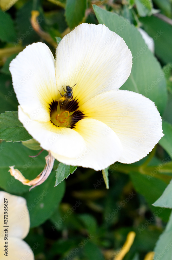 Blooming white-brown flowers, with green leaves on a blurred background in the garden Blooming white-brown flowers, with green leaves on a blurred background in the garden