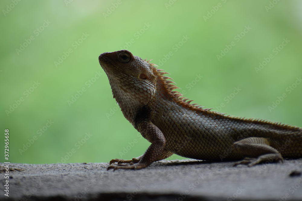 The Indian chameleon(Chamaeleo zeylanicus) is found in Sri Lanka, India, and other parts of South Asia. This species has a long tongue, feet that are shaped into bifid claspers, a prehensile tail. The Indian chameleon(Chamaeleo zeylanicus) is found in Sri Lanka, India, and other parts of South Asia. This species has a long tongue, feet that are shaped into bifid claspers, a prehensile tail.