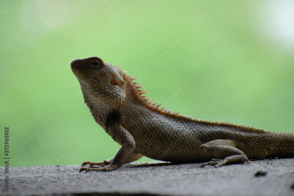 Obraz premium The Indian chameleon(Chamaeleo zeylanicus) is found in Sri Lanka, India, and other parts of South Asia. This species has a long tongue, feet that are shaped into bifid claspers, a prehensile tail.
