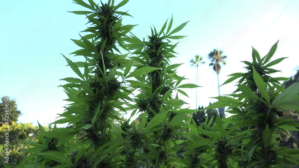 Flowering Cannabis Plant Leaf Grown For Medical Use Flowering Cannabis Plant Leaf Grown For Medical Use