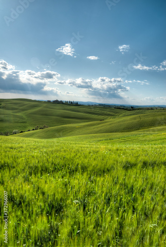 beau paysage de colline en  Toscane en Italie au printemps avec champ de bl  